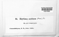 Rhytisma acerinum image